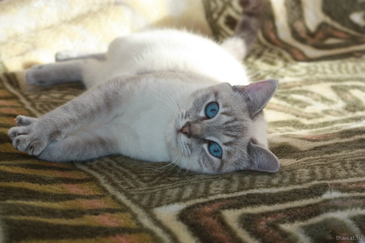 Тебби Пойнт тайская кошка