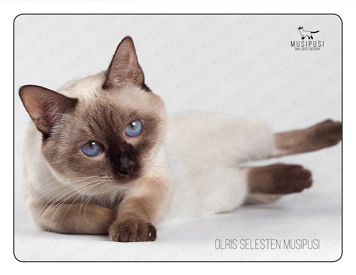 Тайская кошка Блю Пойнт