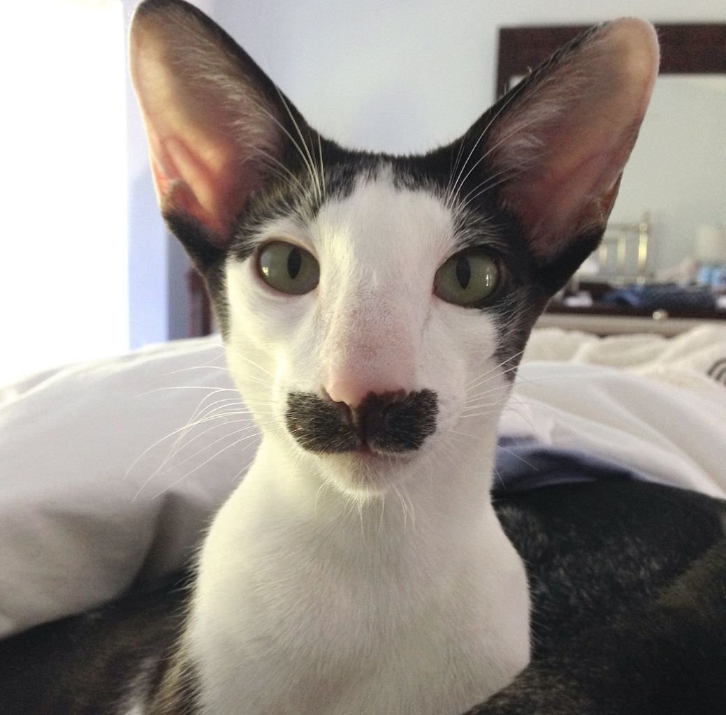 Кот УШАСТИК