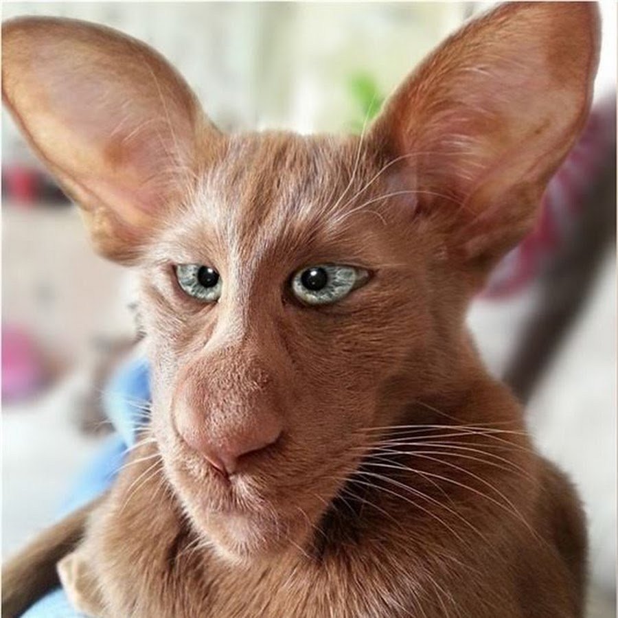 Коты ориенталы грузины