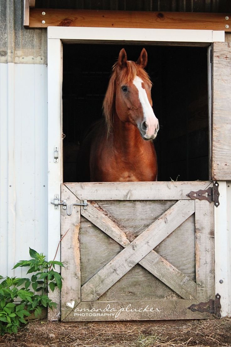 Чем пахнет лошадь