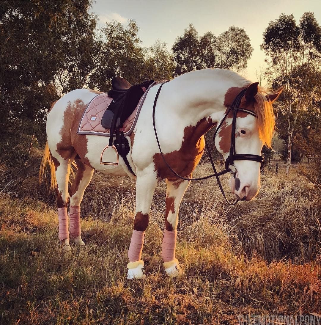 Аппалуза лошадь Эстетика
