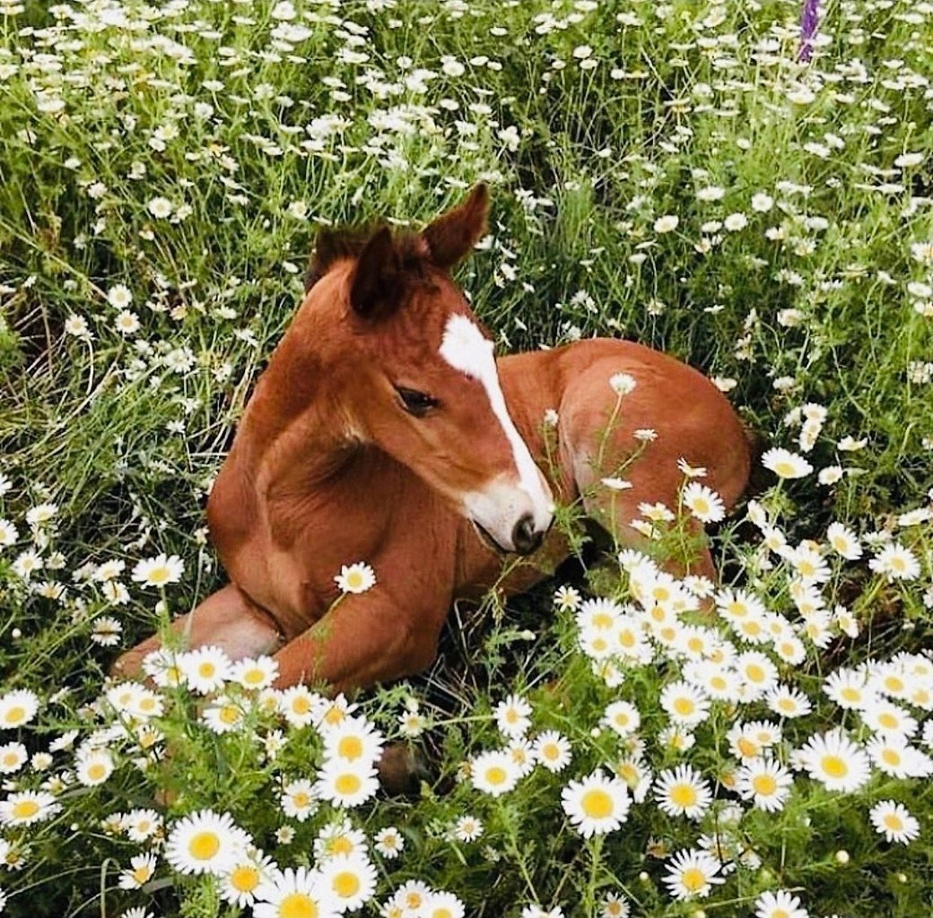 Лошадь в ромашковом поле