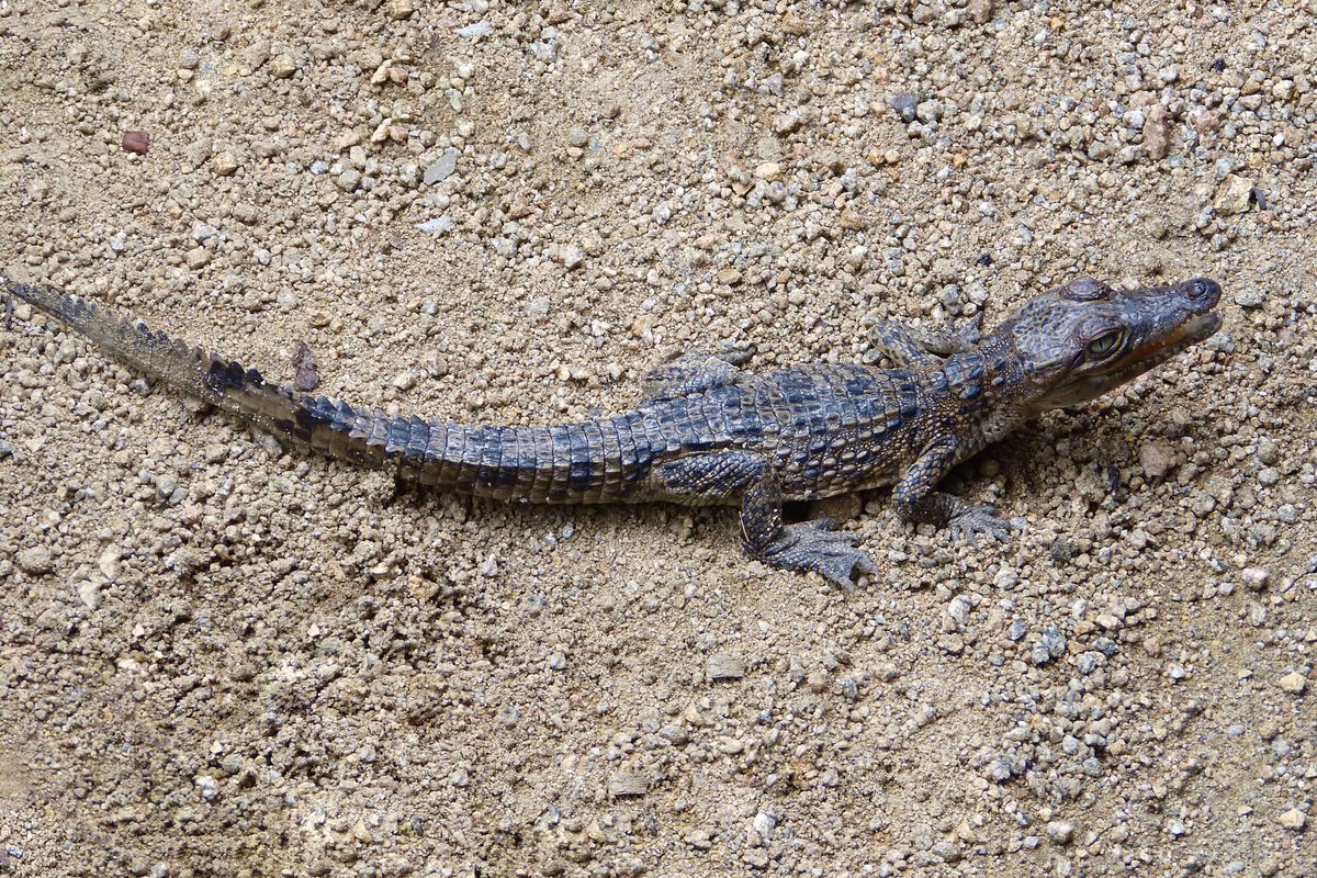 Нильский крокодил домашний