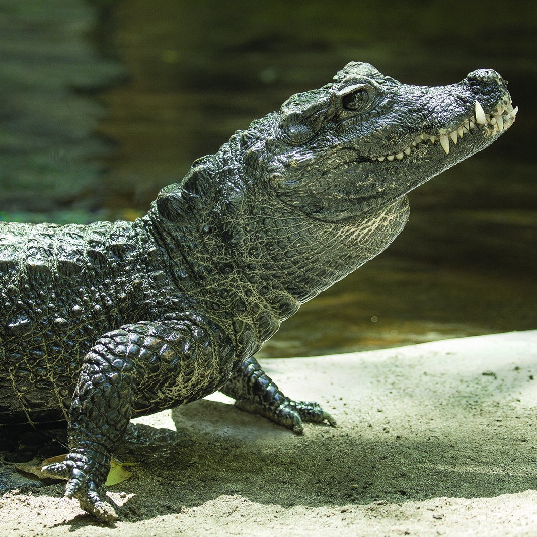 Крокодил Кайман Нильский