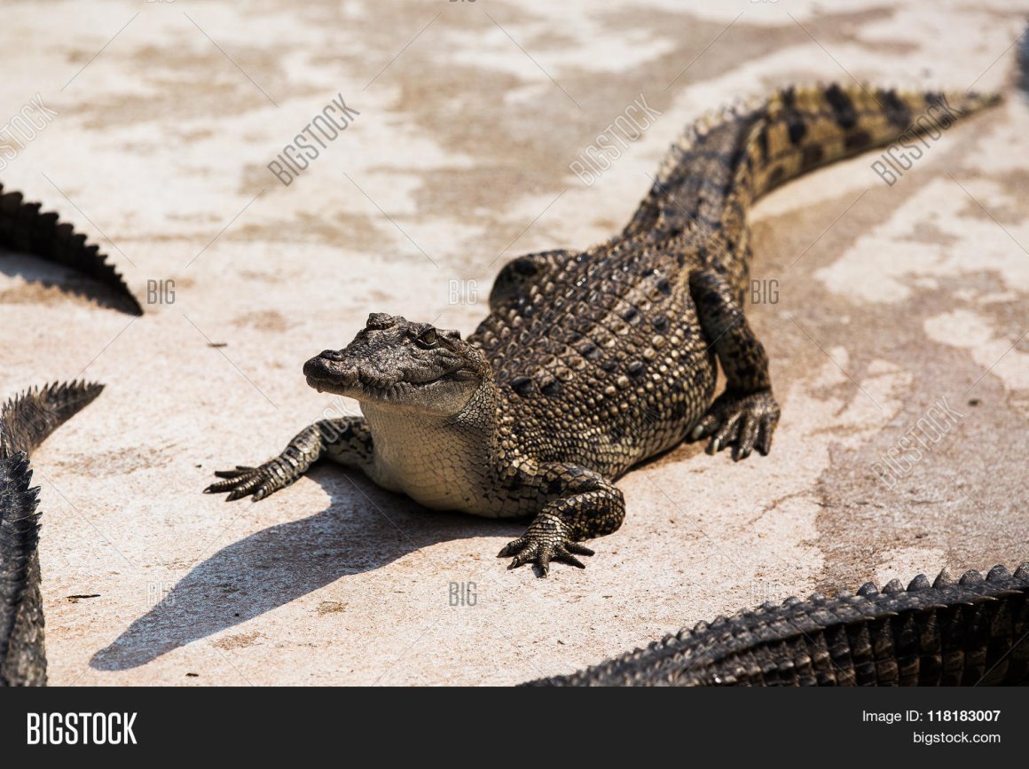 Маленький крокодил