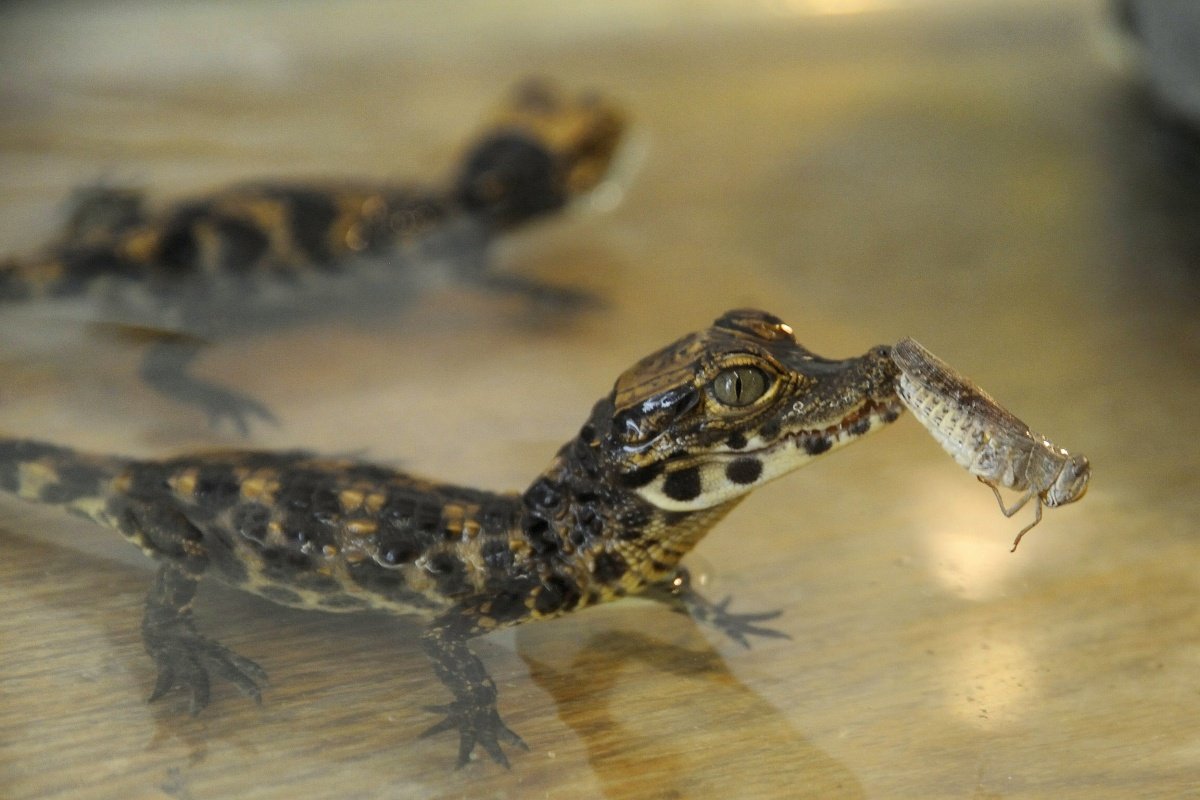 Крокодиловый Кайман домашний