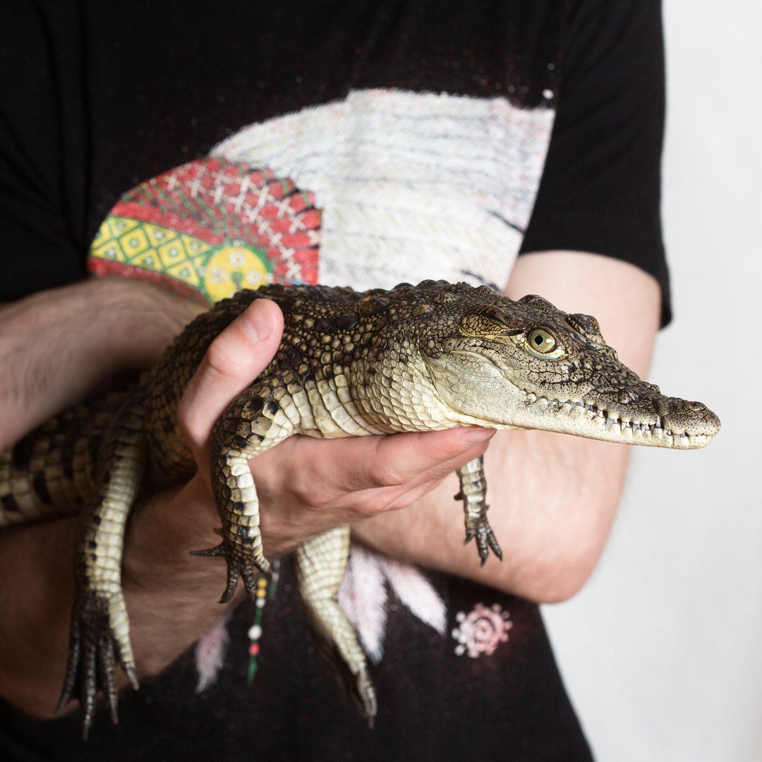 Тупорылый крокодил Московский зоопарк