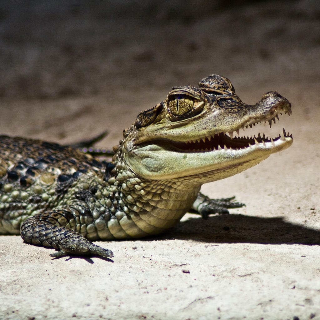 Крокодил Кайман детеныш