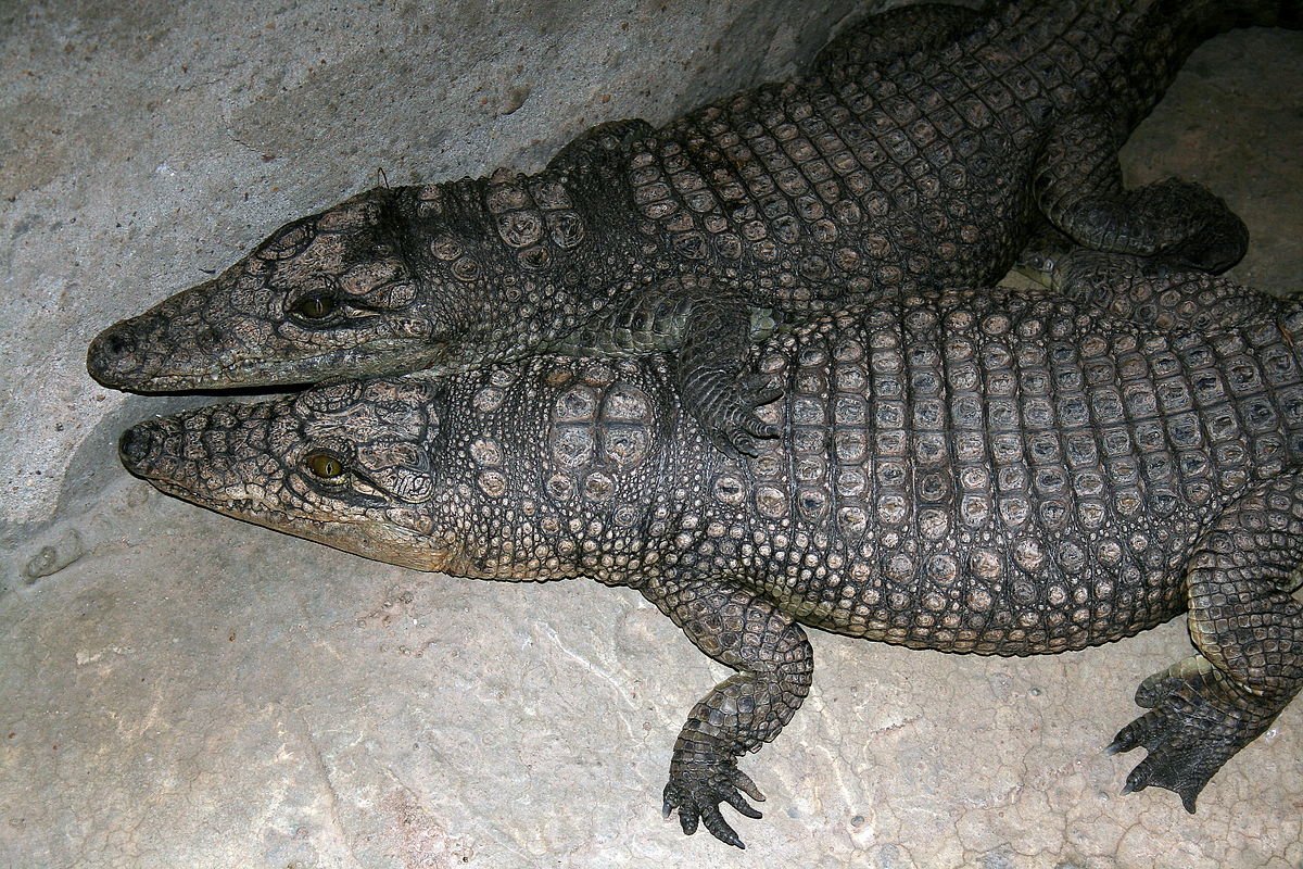 Карликовый крокодил