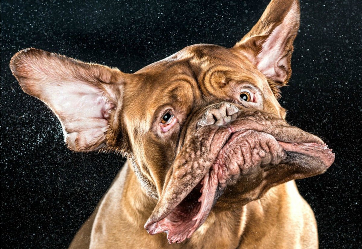 Собака на темном фоне