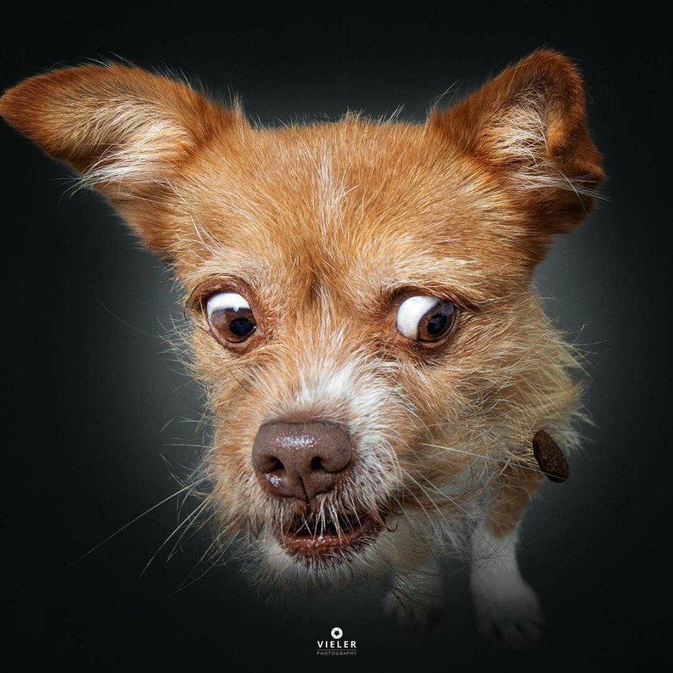 Шишколобый Гнидодав