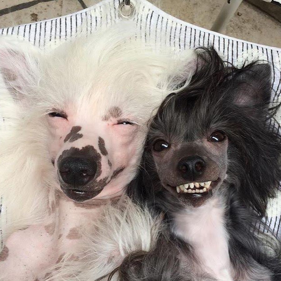 Эмоции собак