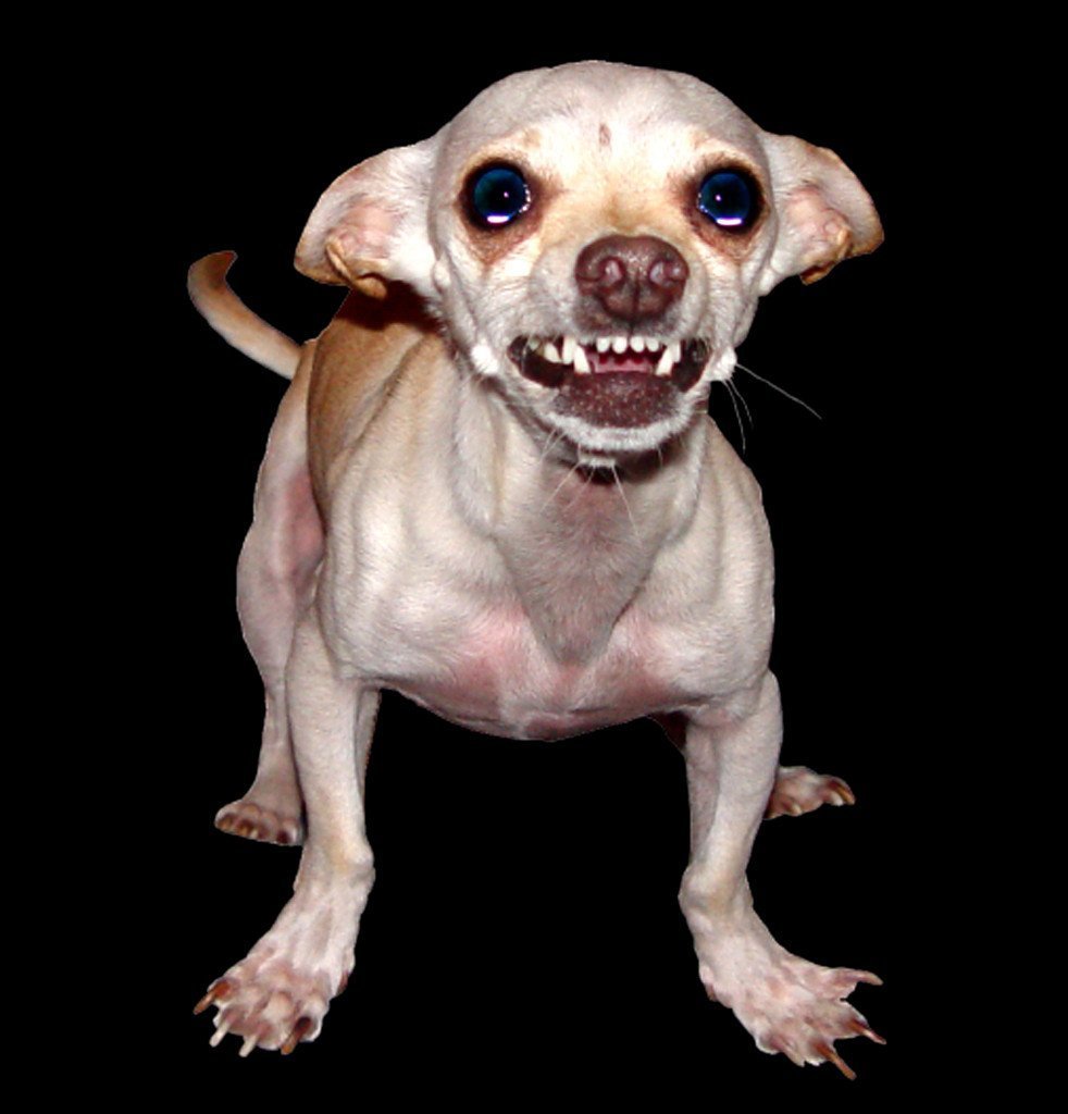 Ротвейлер: псы ада фильм 1982