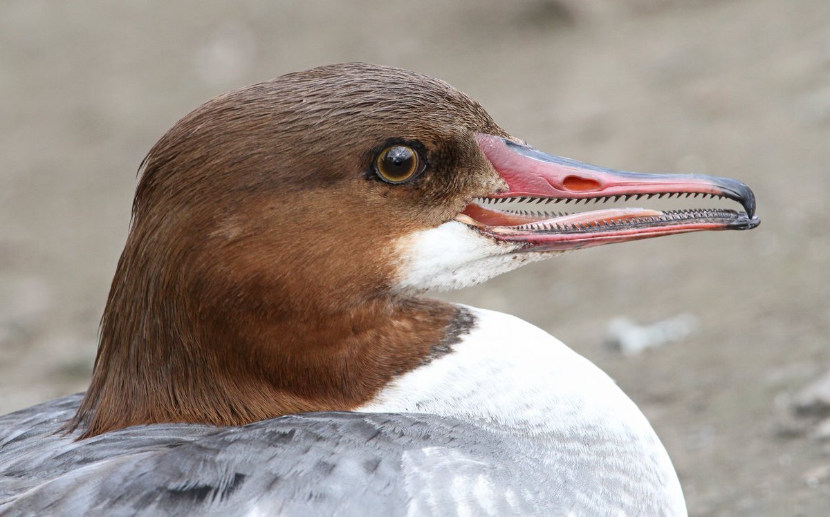 Утка крохаль зубы