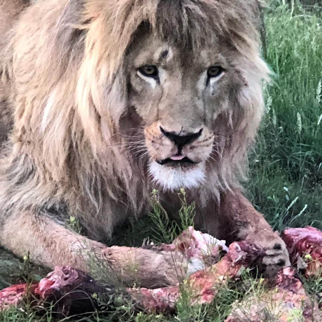 Самый красивый Лев в мире фото