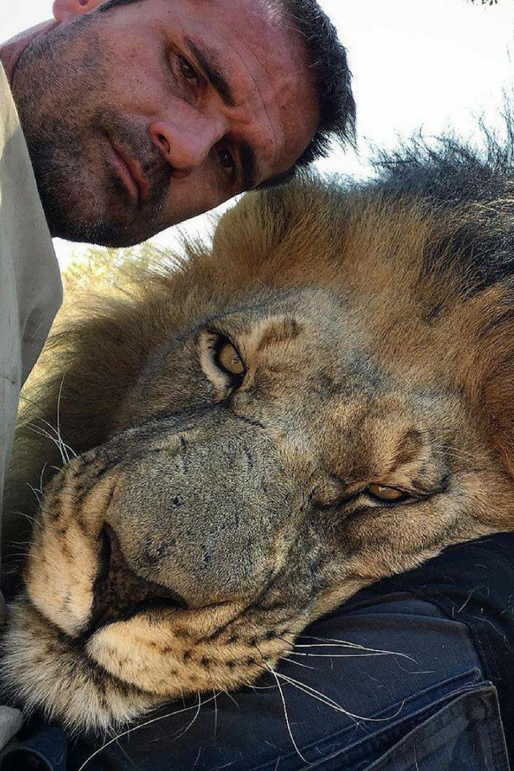 Лев мотивация