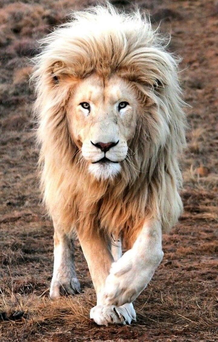 Лев и львица