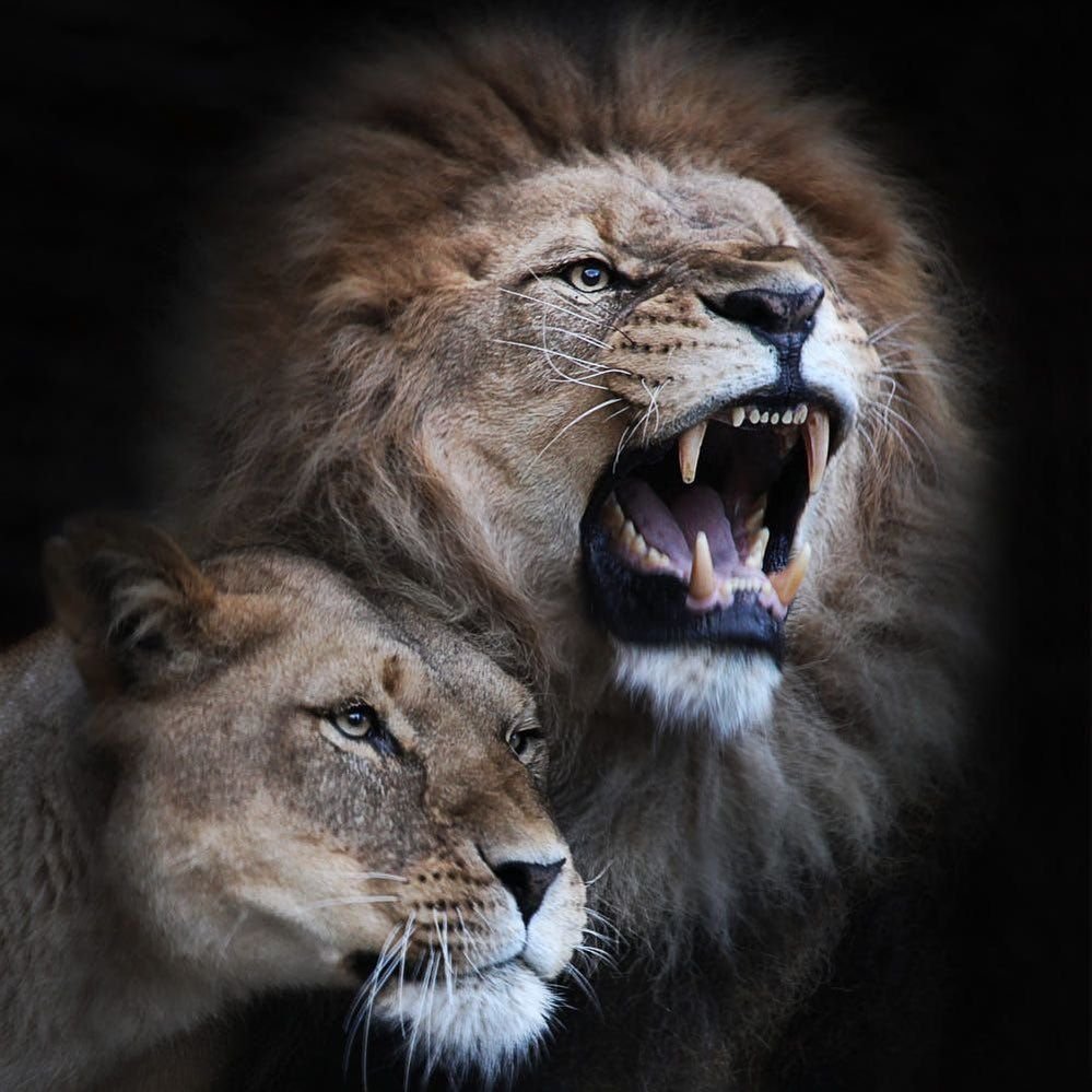 Лев альбинос