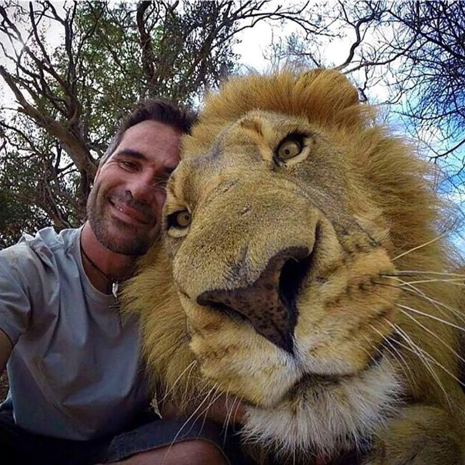 Белый Лев Прайд