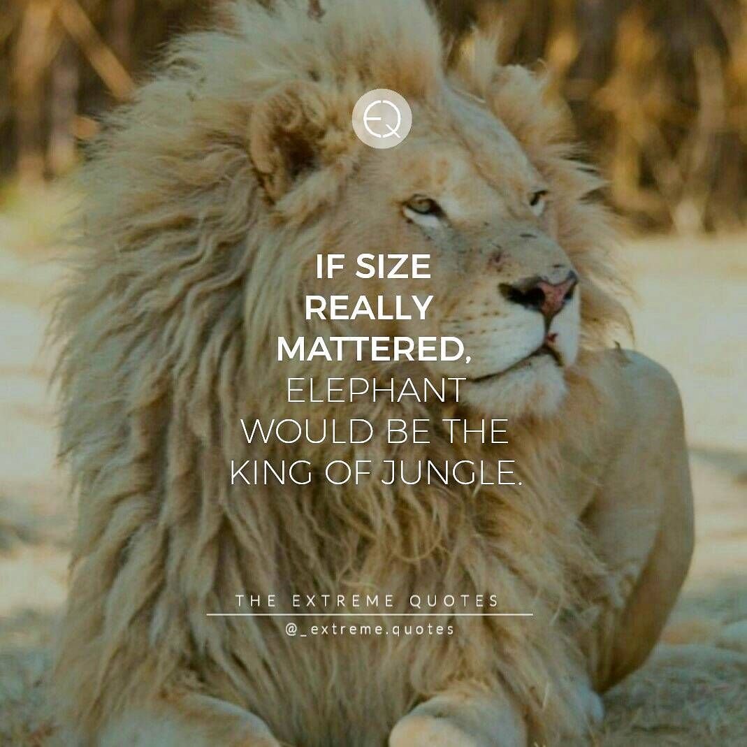 Львиная любовь