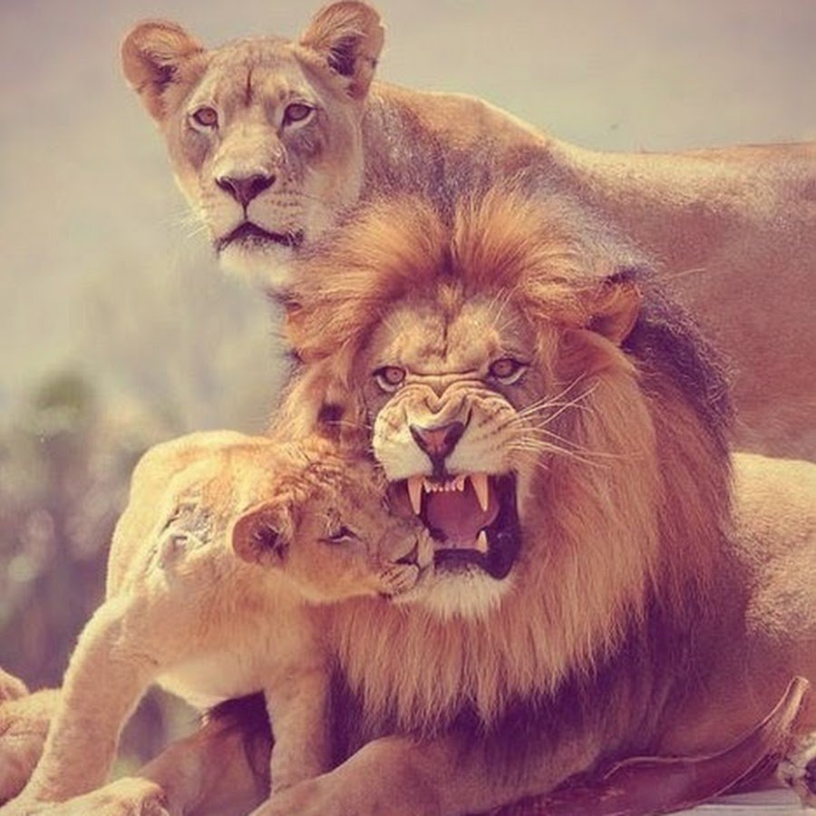 Картинки львом семейных с инстаграма