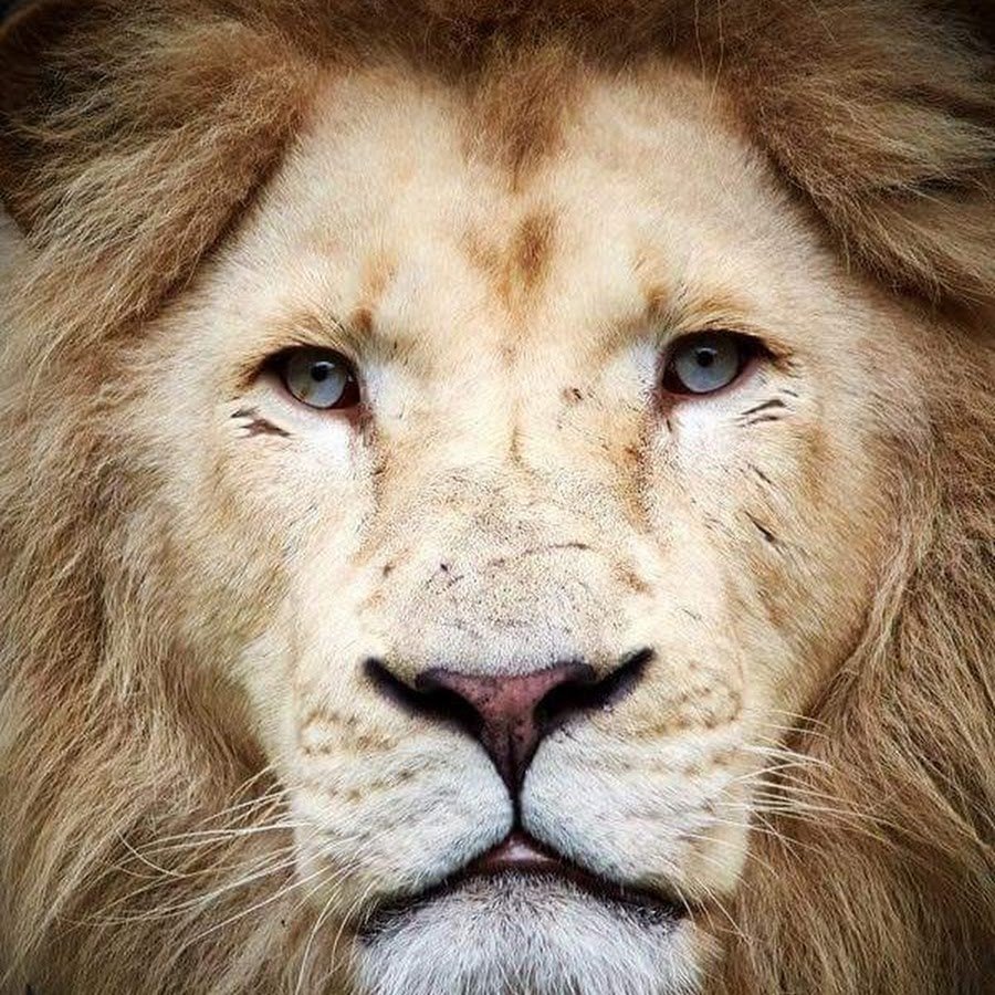 Кевин Ричардсон и его друзья: львы, гиены, леопарды