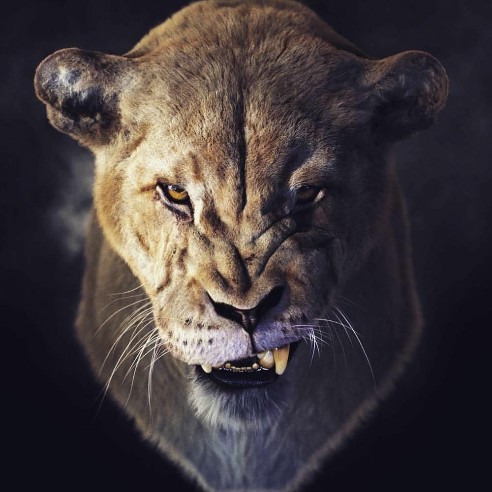 Лев крупным планом