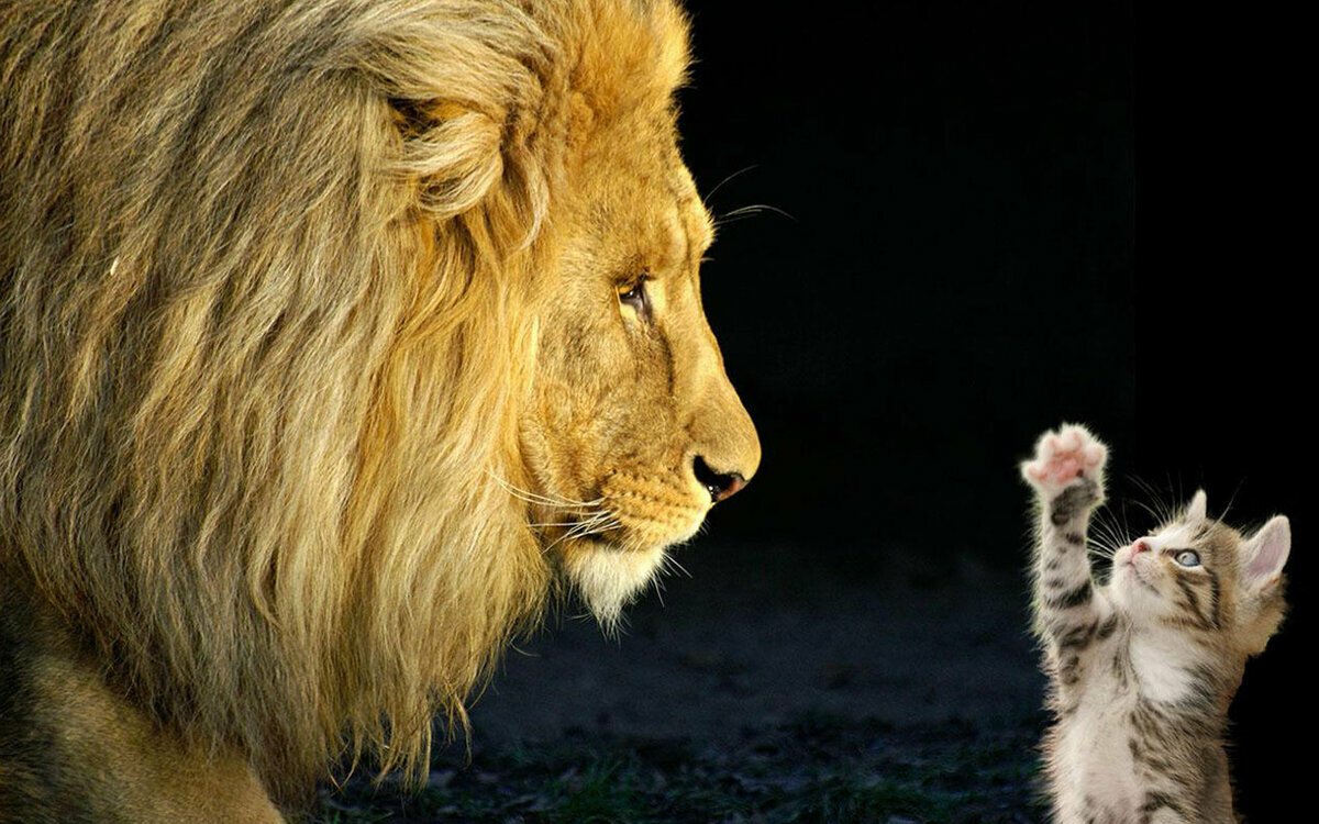 Лев и Львенок