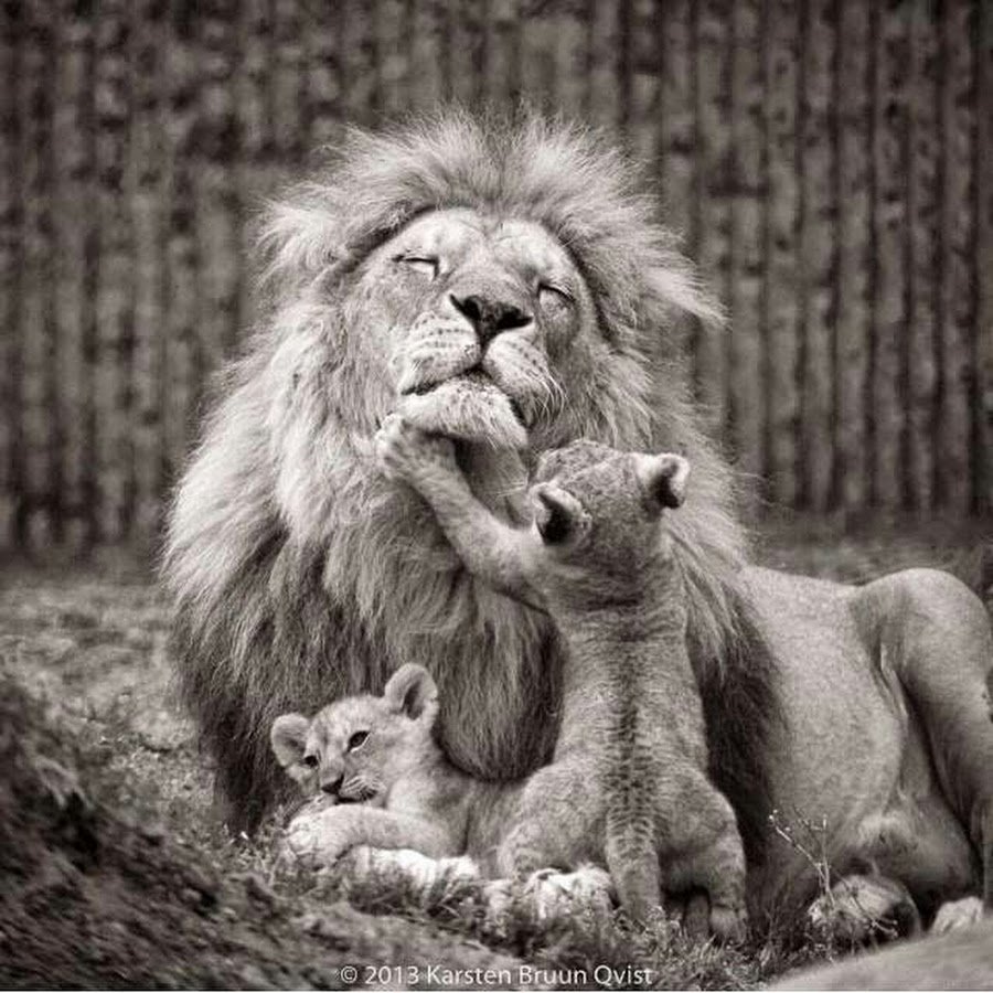 Семейство Львов Прайд