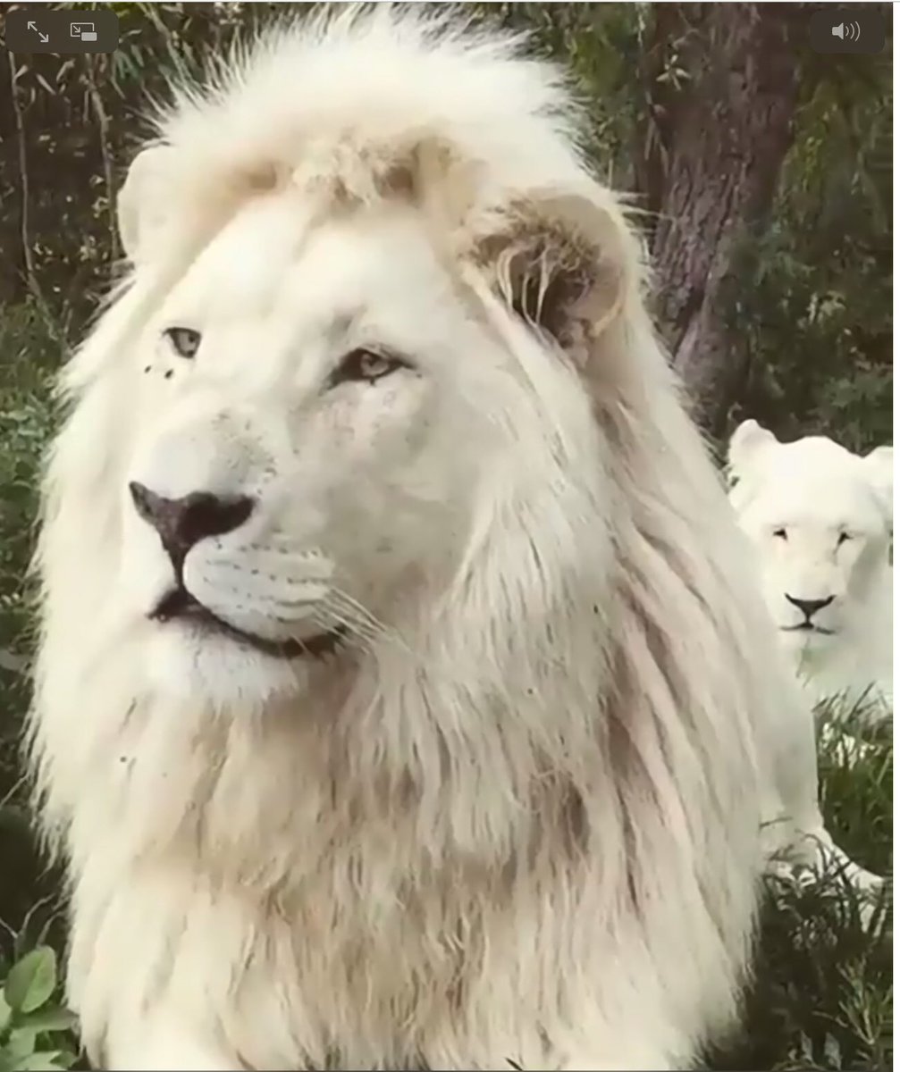 Картинки на рабочий стол Лев