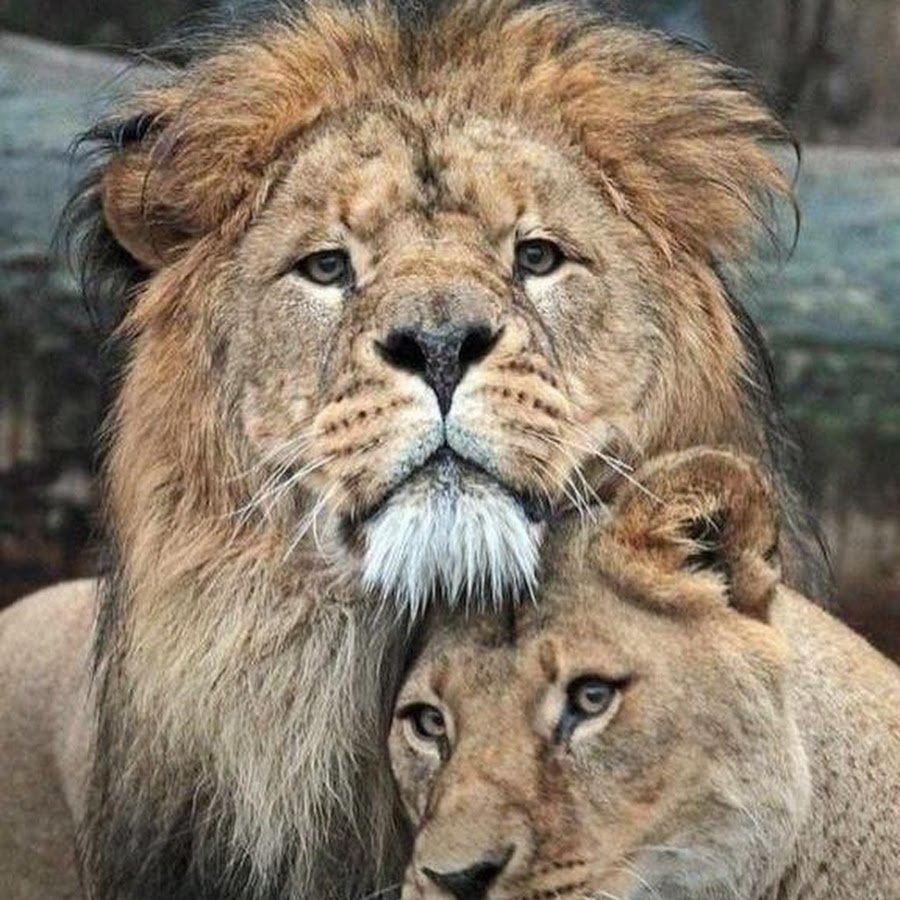 Шер хайвонот