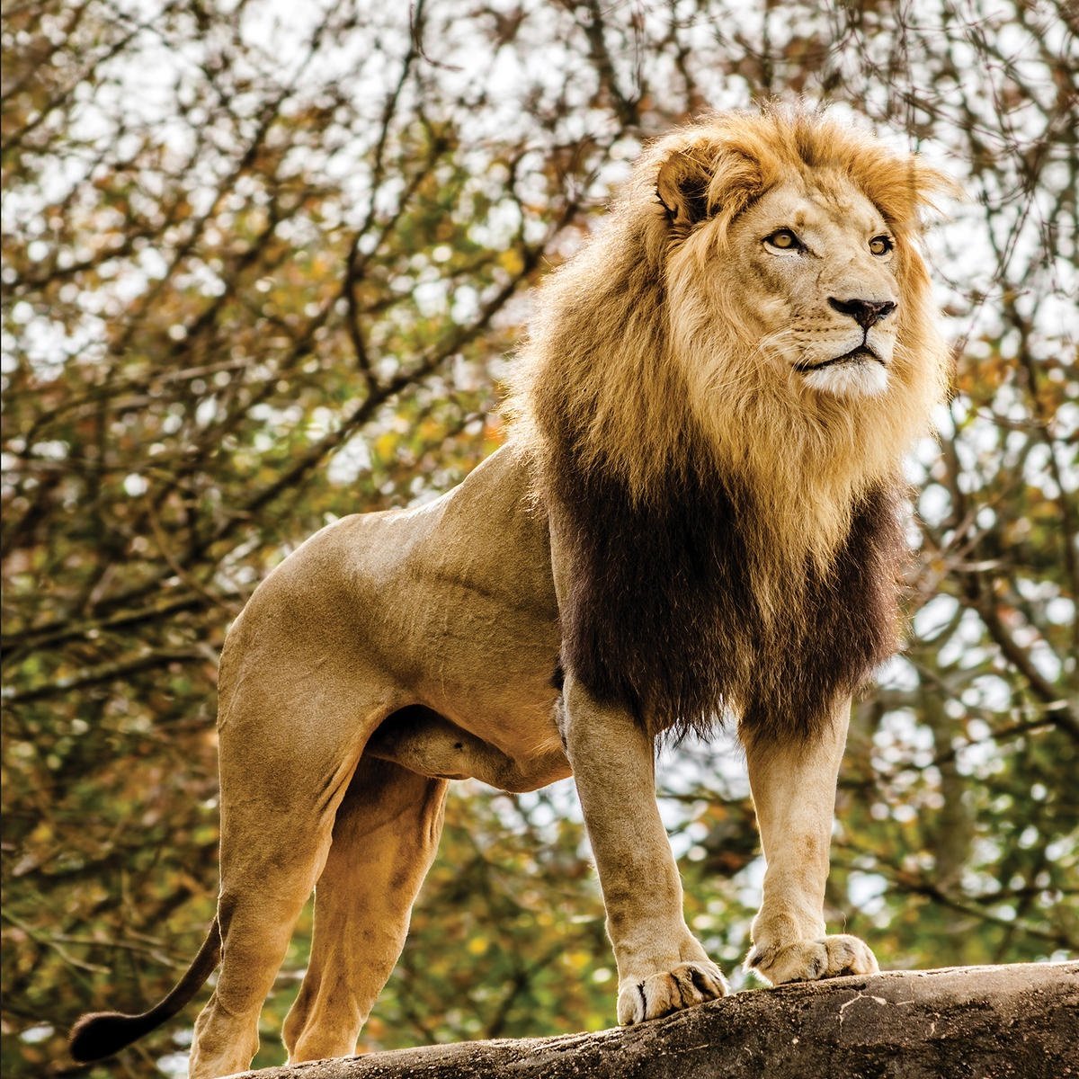 Доброе утро львица