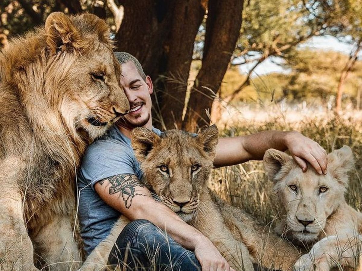 Лев и котенок