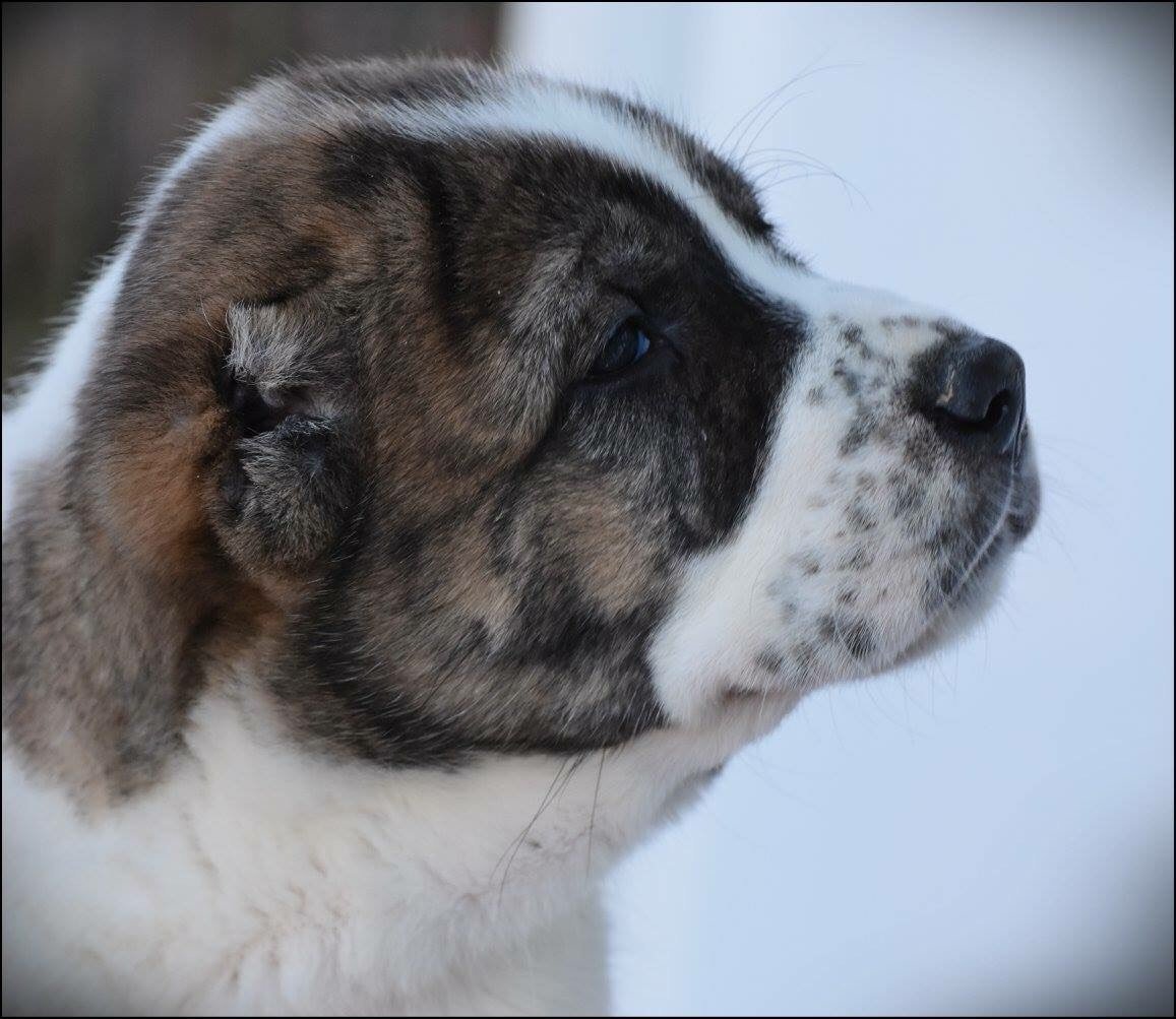 Среднеазиатская овчарка алабай черный