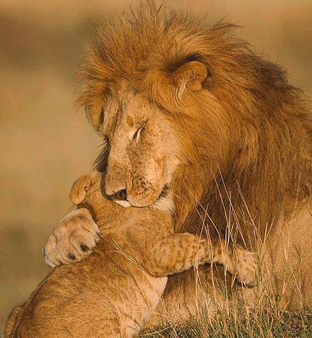 Азиатский Лев на английском