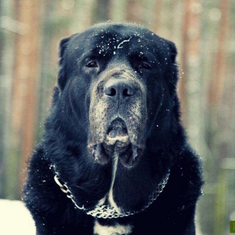 Среднеазиатская овчарка черная