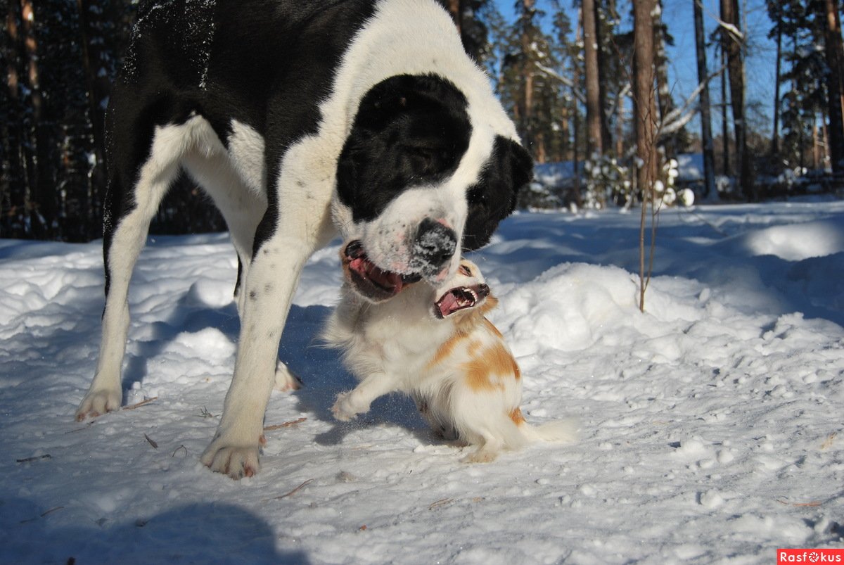 Среднеазиатская овчарка длинношерстная