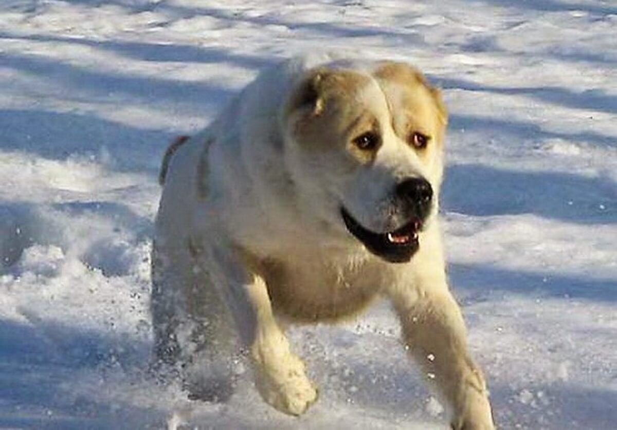 Среднеазиатская овчарка алабай для срисовки