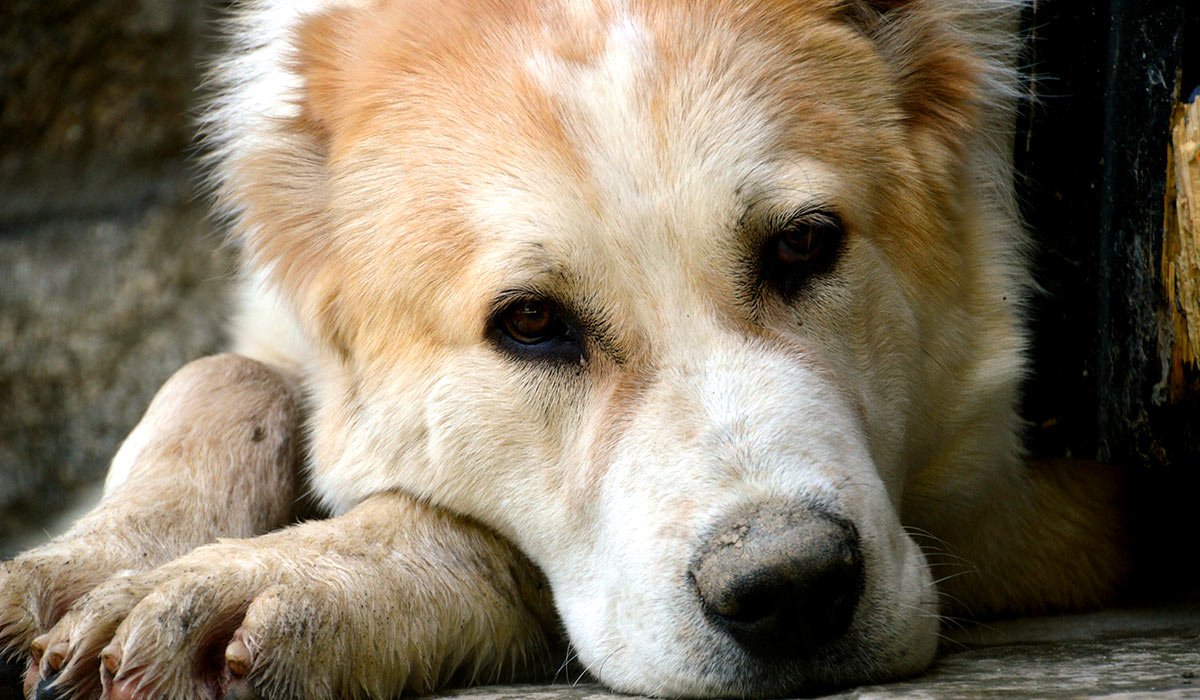 Среднеазиатская овчарка волкодав