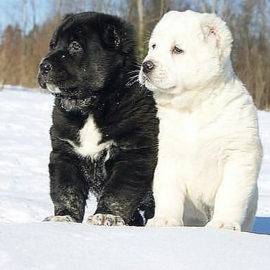 Алабай Среднеазиатская овчарка темная