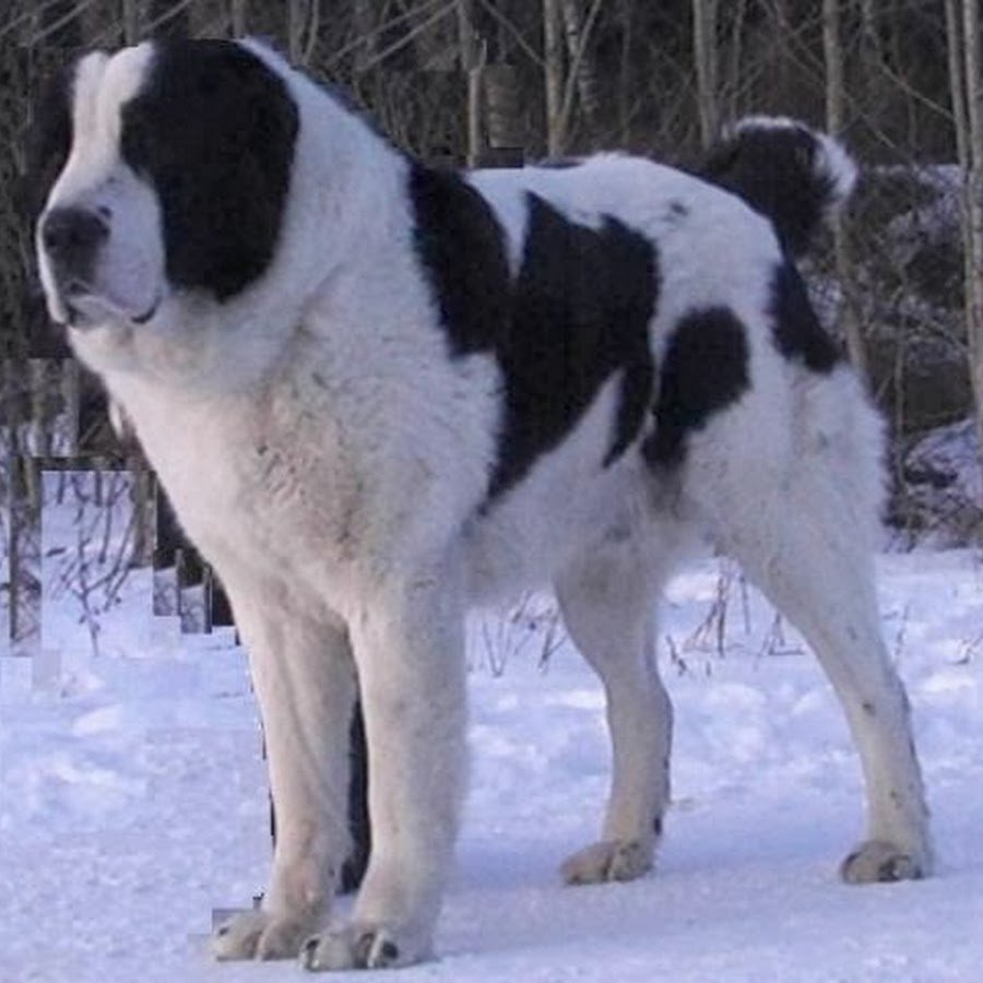 Волкодав Среднеазиатская овчарка алабай