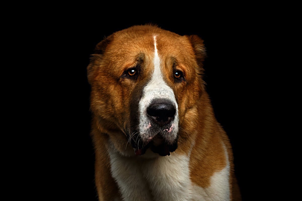 Среднеазиатская овчарка алабай белые