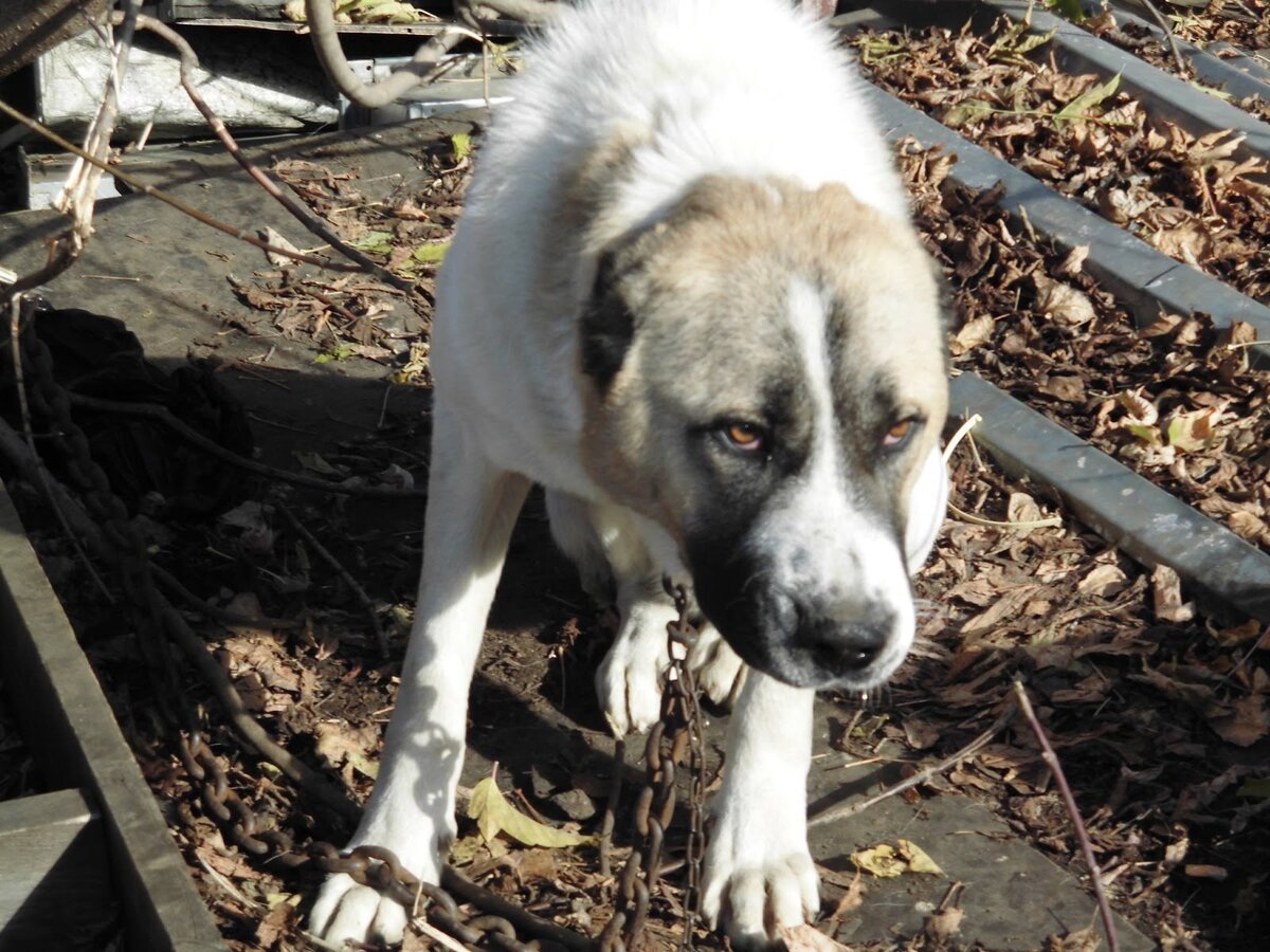 Волкодав и Сенбернар