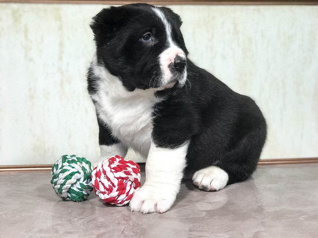 Афганский алабай