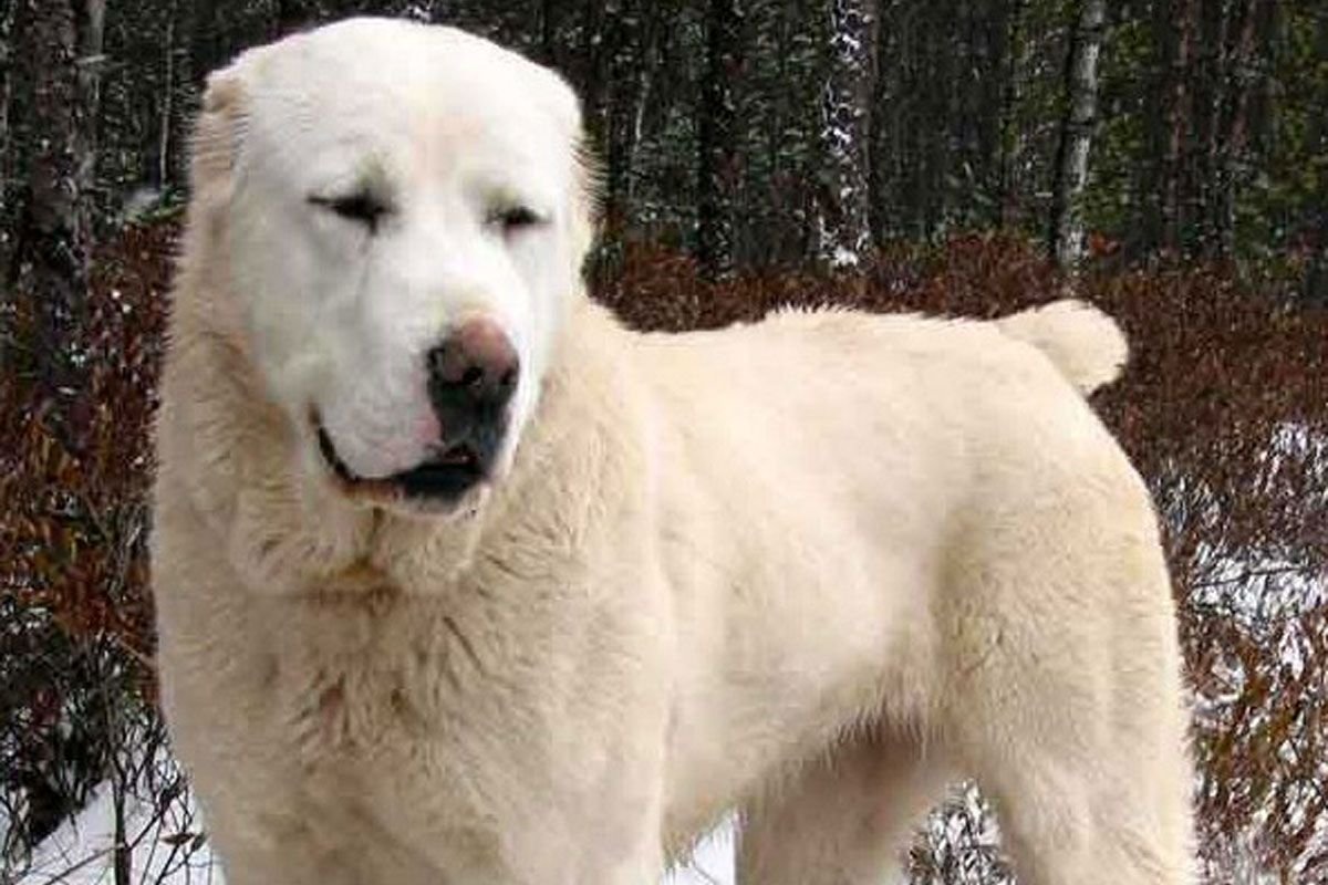 Табличка осторожно злая собака алабай