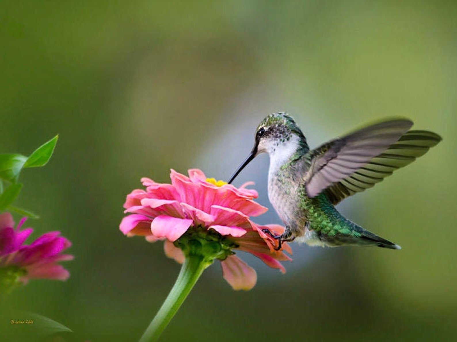 Колибри дыши колибри песня. Колибри опыляют растения. Колибри опыляет цветы. Опыление Колибри. Птичка Колибри.