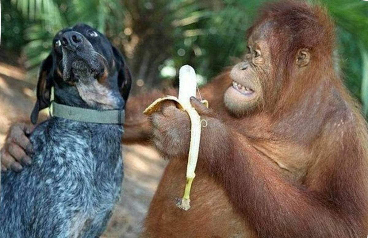 Обезьяна и собака