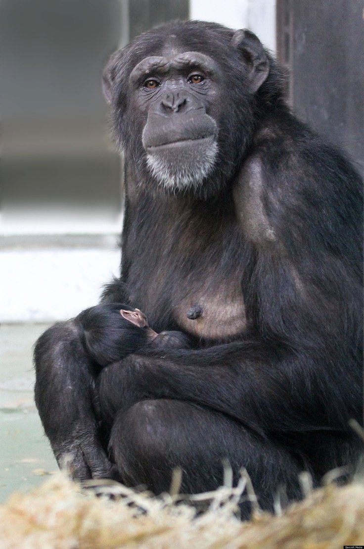 Самка обезьяны