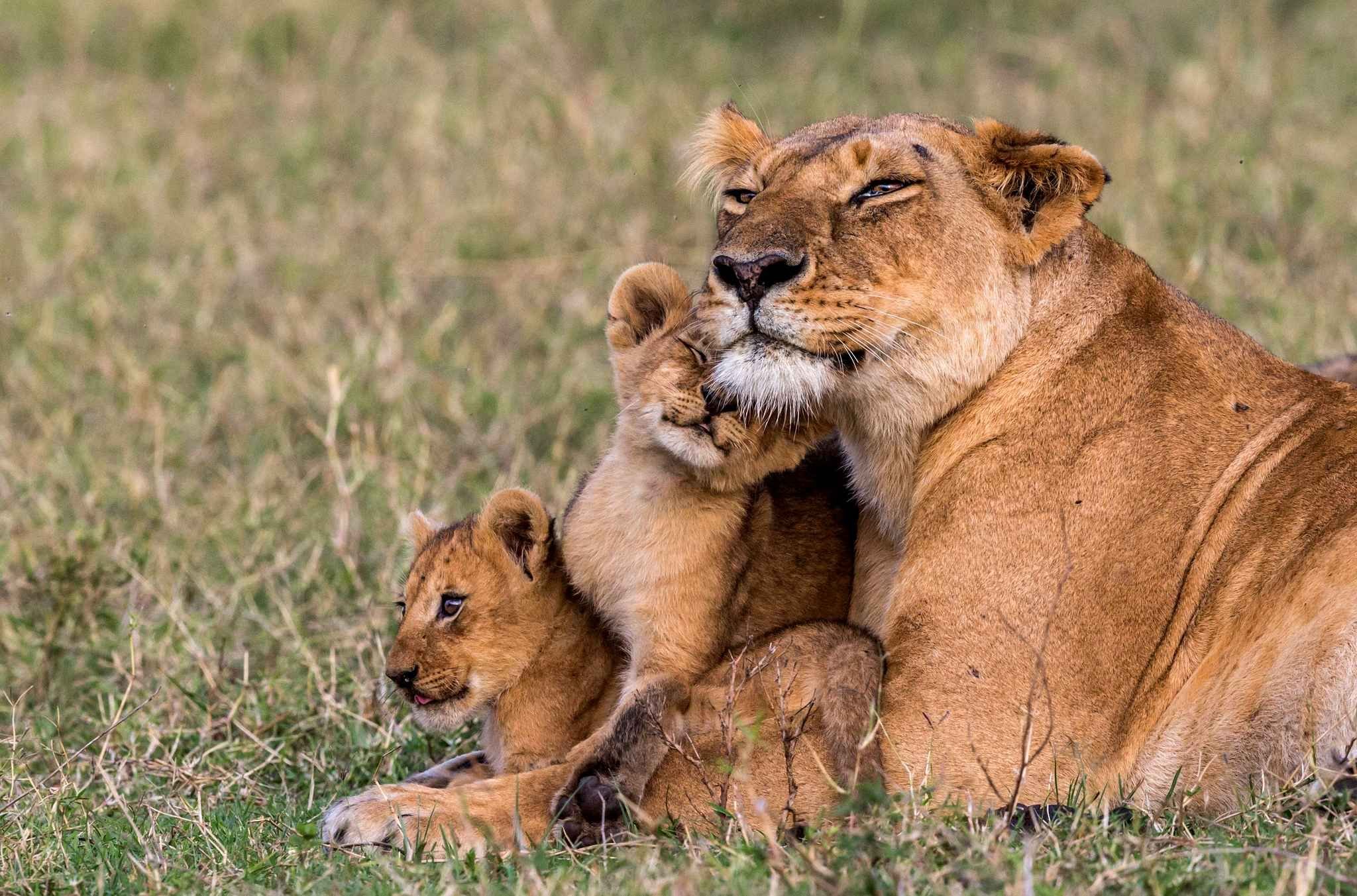 Мать и ребенок животные. Лев львица и Львенок семья. Лев львица и Львенок. Львица и 2 львенка. Лев и львицы Прайд.